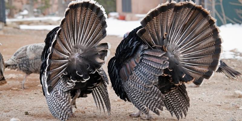 Do Turkeys Fight to the Death? turkey-fight