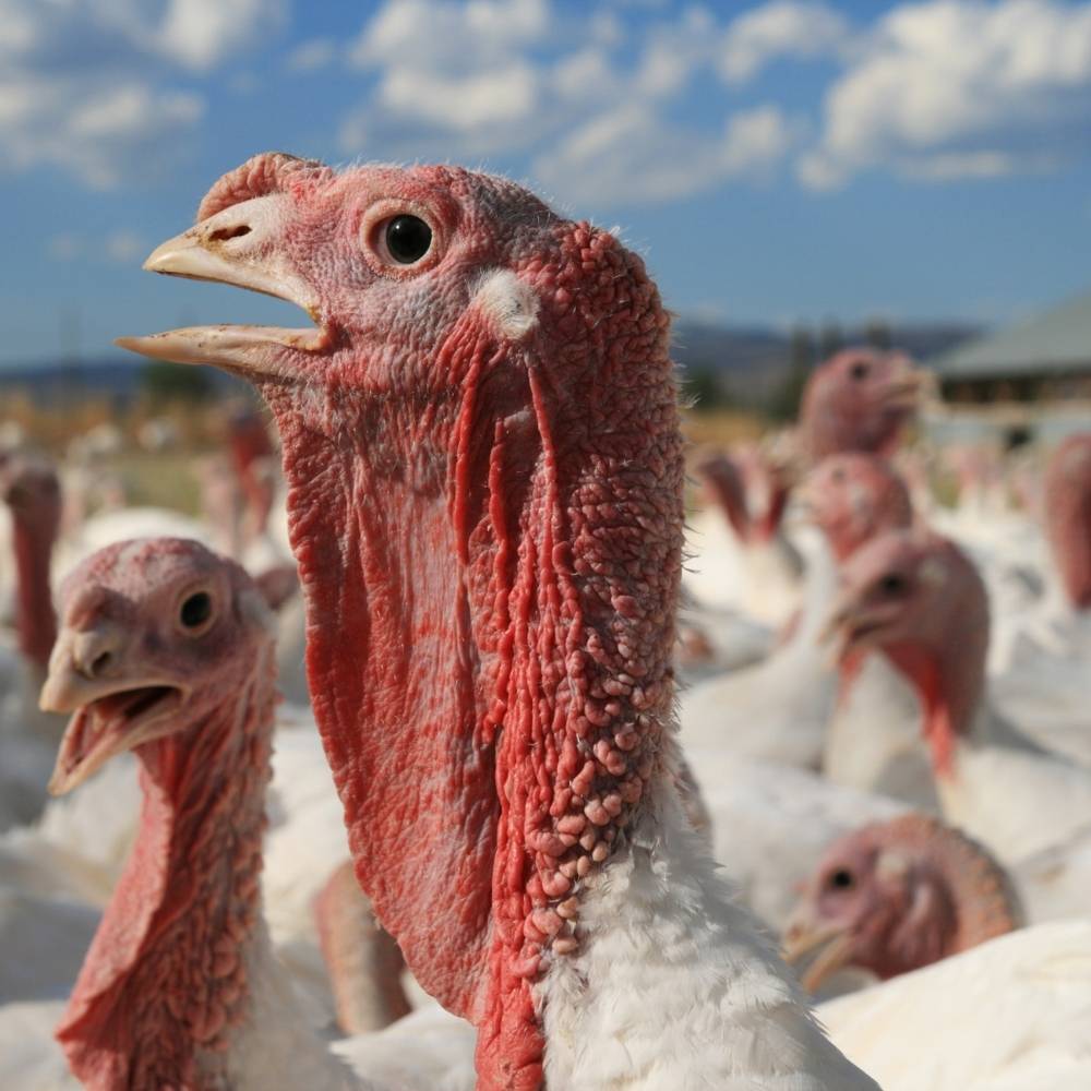 turkey-teeth