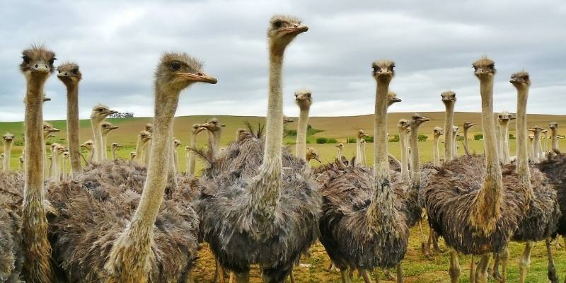 Are Ostriches Dangerous