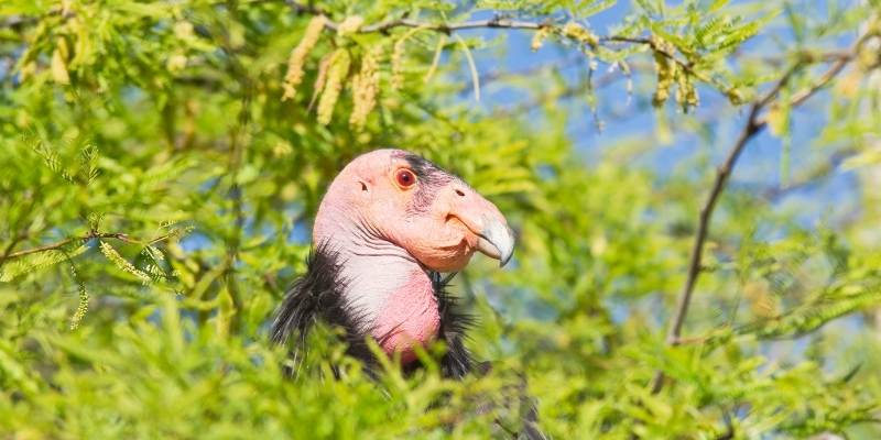 California-Condor