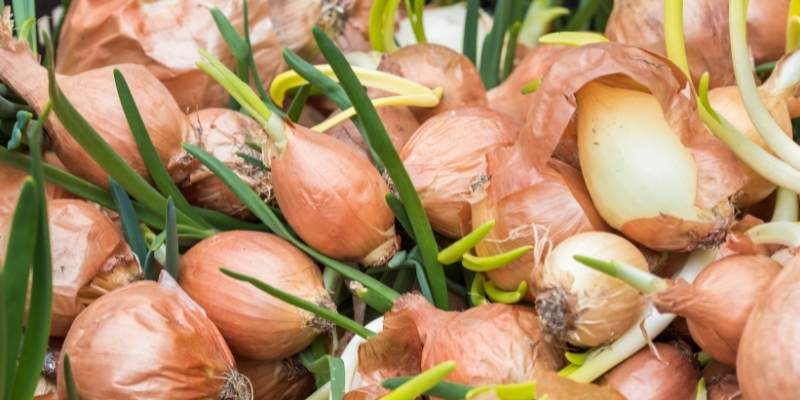 Can Cows Eat Onions