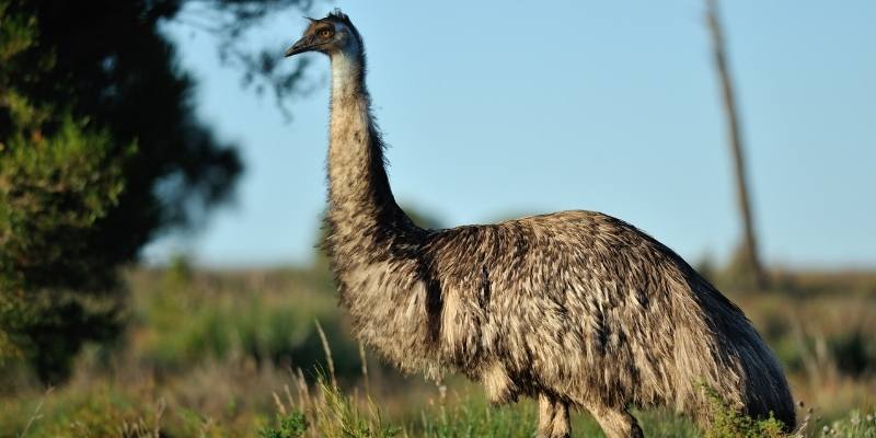 Can Emus Walk Backwards