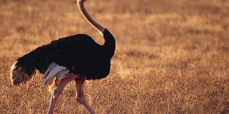 Can Ostriches Walk Backward