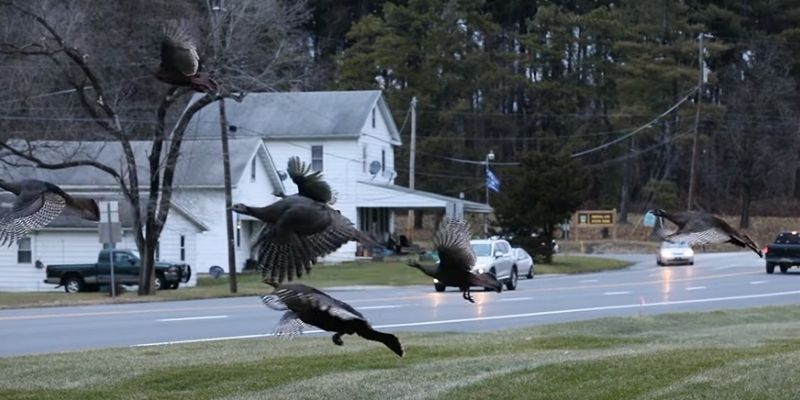 Can Turkeys Fly