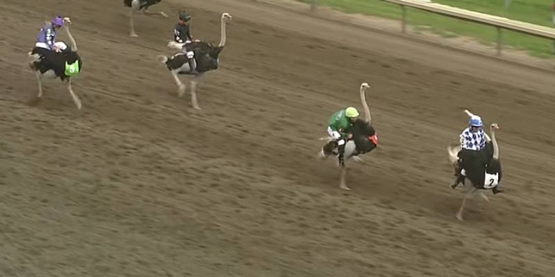 Can You Ride Ostriches