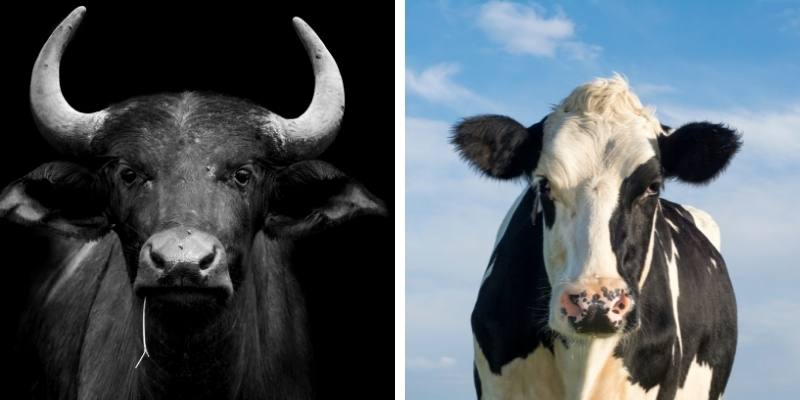 Can a Cow Mate with Buffalo