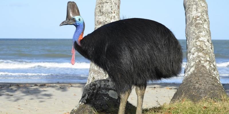 Cassowary