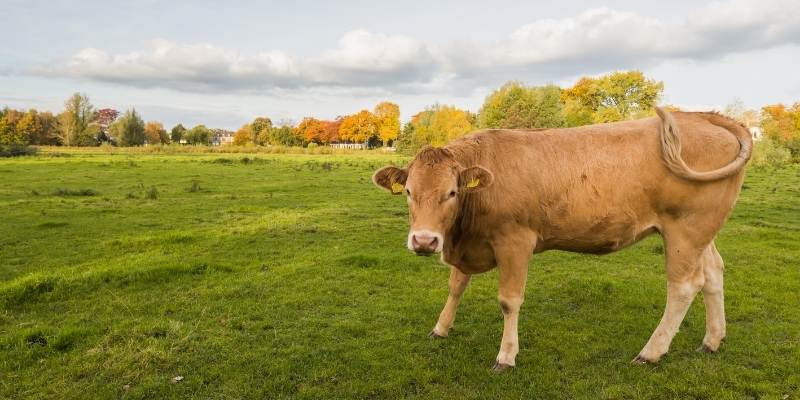 Cows Wag their Tails