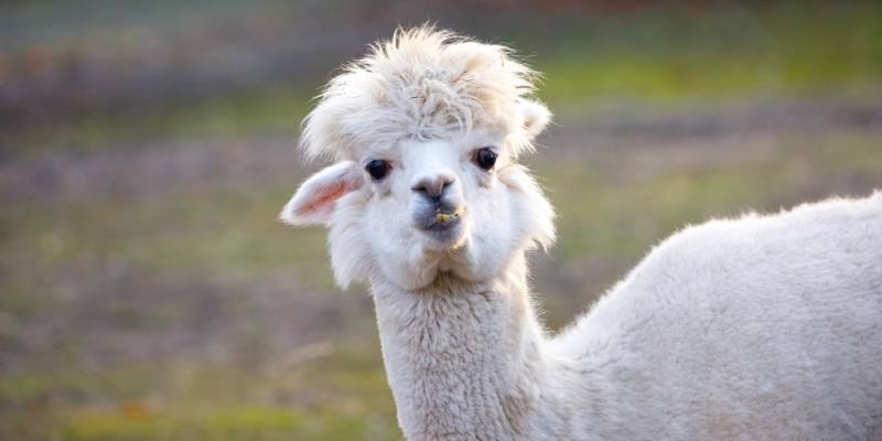 Do Alpacas Have Teeth