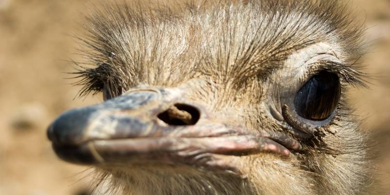 Do Ostriches Have Teeth