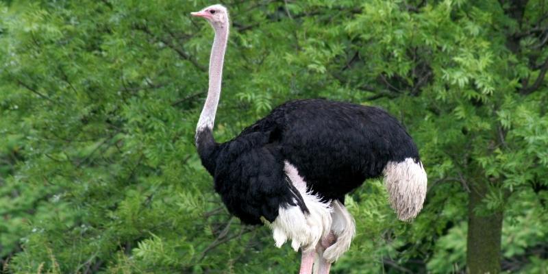 Does an Ostrich Have Wings