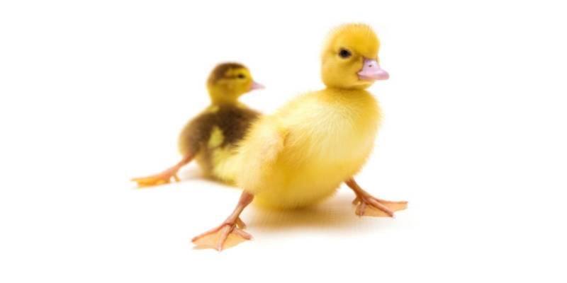 Why Are Ducklings Yellow? 3 Reasons with Breeds