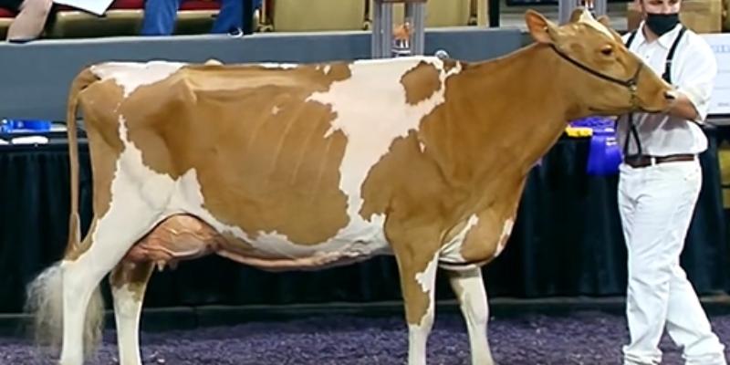 Guernsey Cow