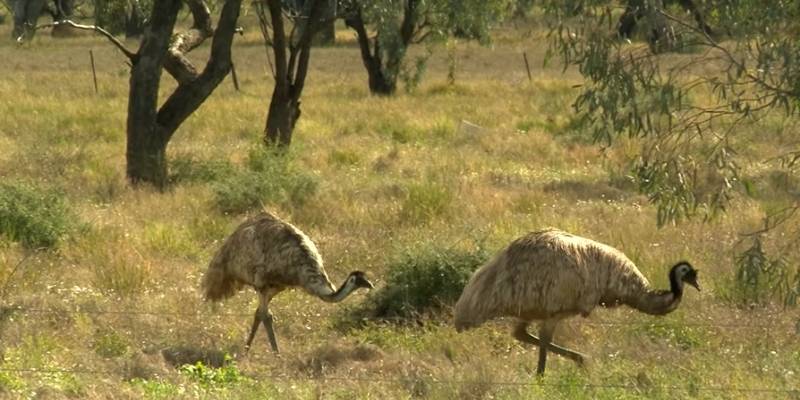 How Long Do Emus Live