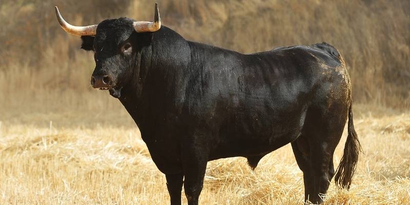 How Many Cows Can A Bull Breed