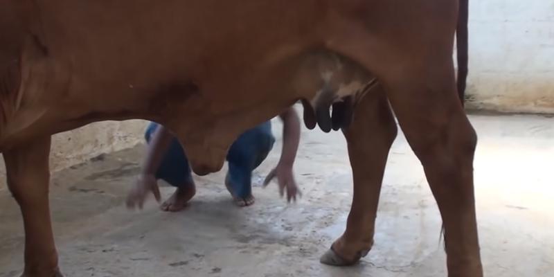 How Many Nipples Do Cows Have