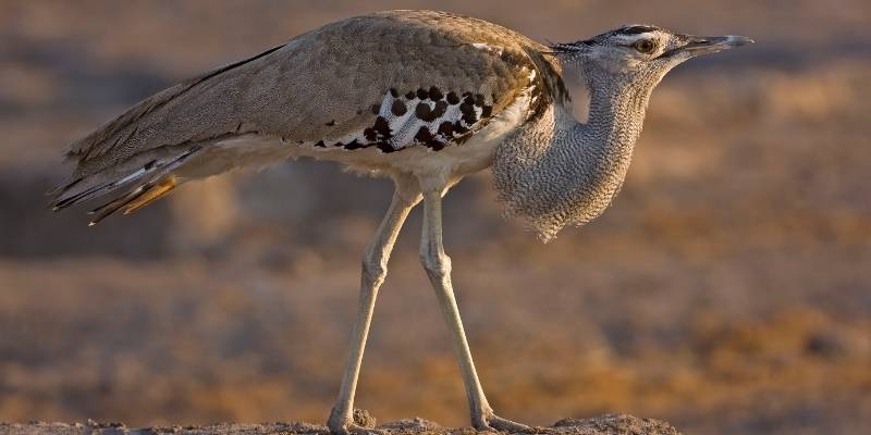 Kori-Bustard
