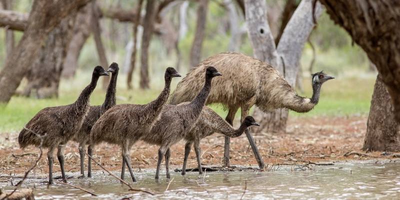 What Do Emus Eat