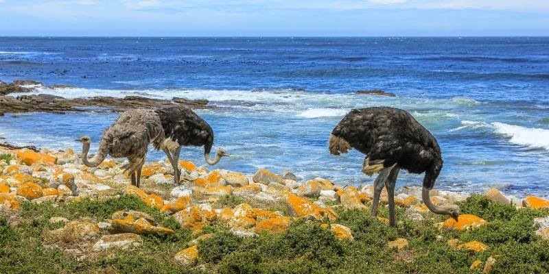 What Do Ostriches Eat