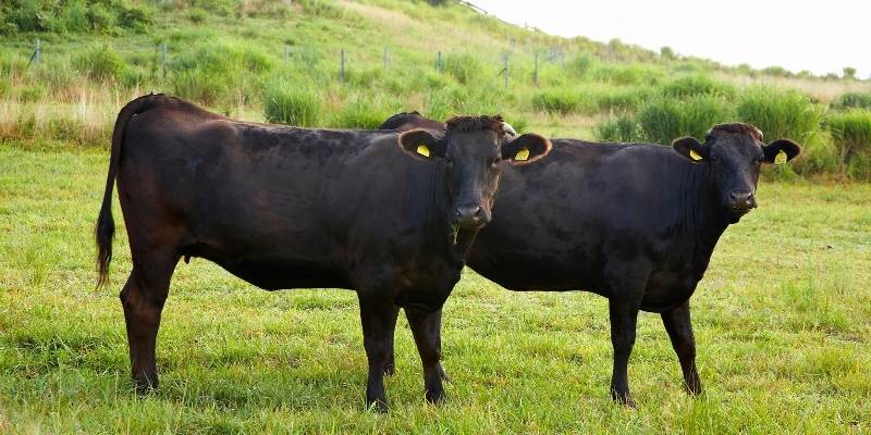 What Do Wagyu Cattle Eat
