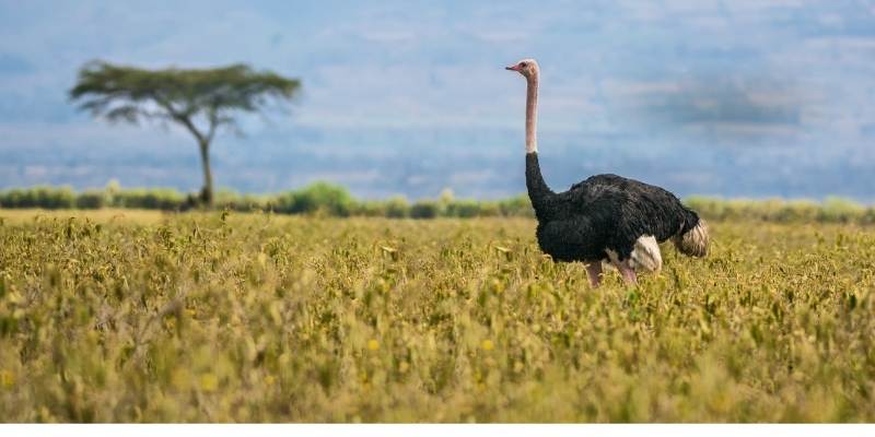 What Eats An Ostrich