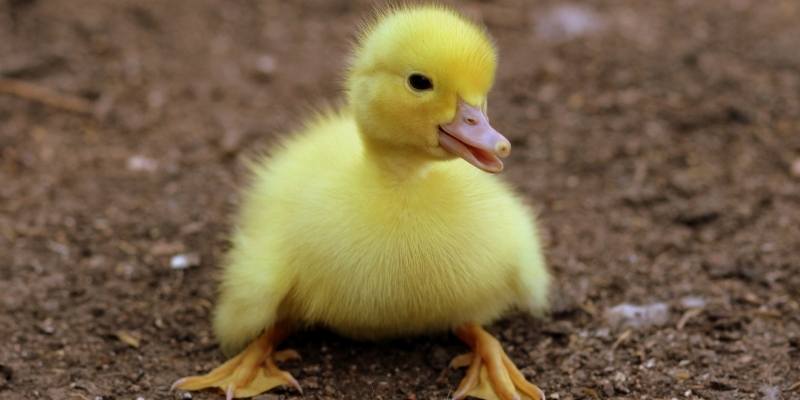 Why Are Ducklings Yellow