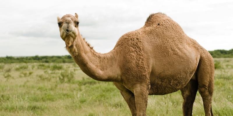 Why Do Camels Spit Out their Stomachs