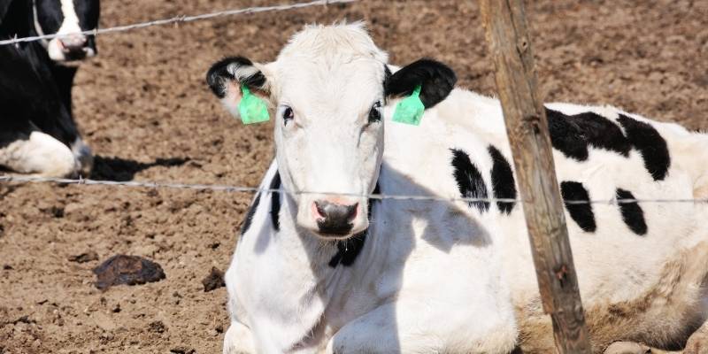 Why Do Cows Stare at You