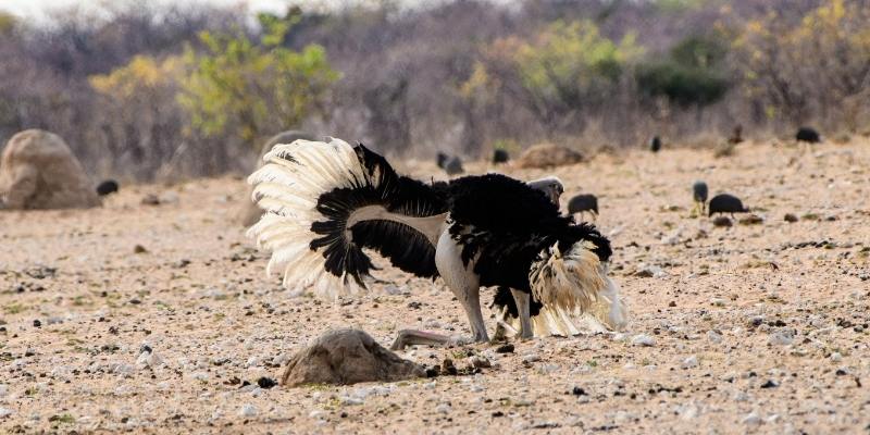 Why Do Ostriches Dance