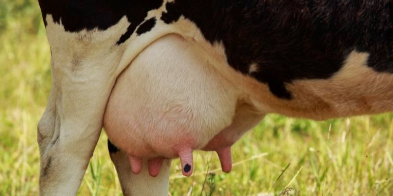 cow-nipples