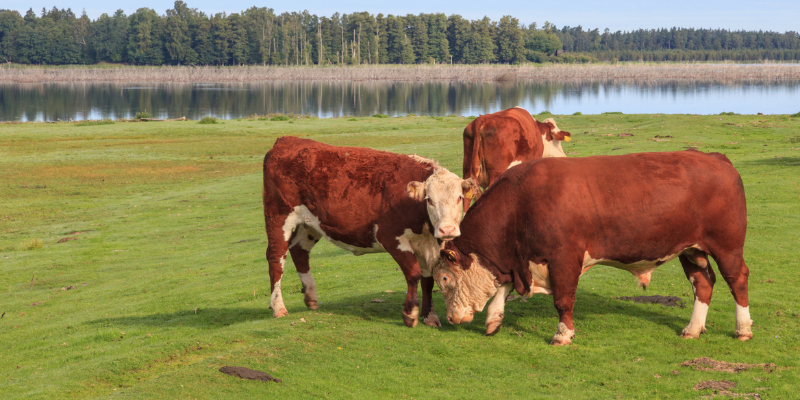 cows-and-bull
