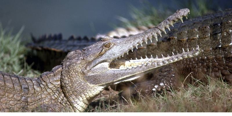 crocodile