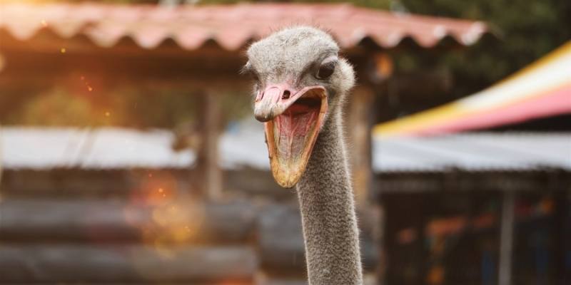 ostrich dangerous