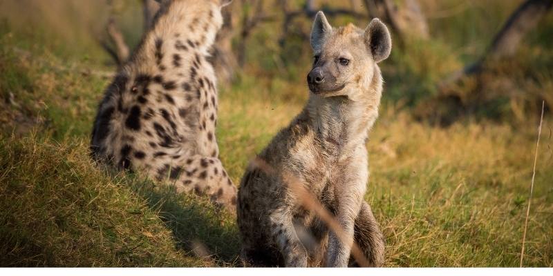 hyenas