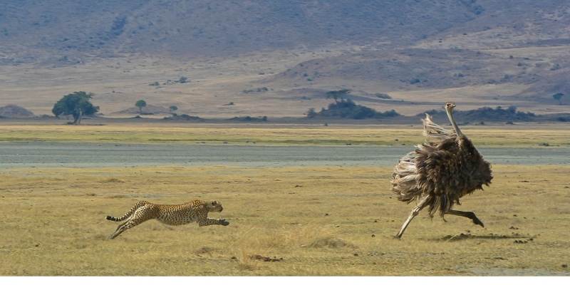 cheetah