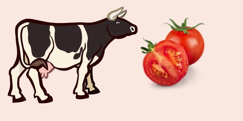 Can Cows Eat Tomatoes? Nutritional Value tomatoes-and-cow