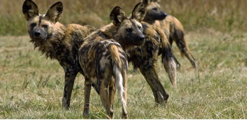 wild-dog