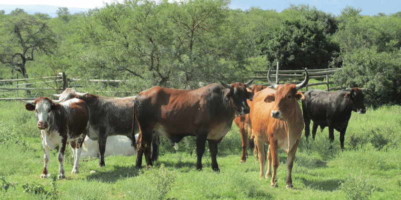 6 African Cattle Breeds with Pictures