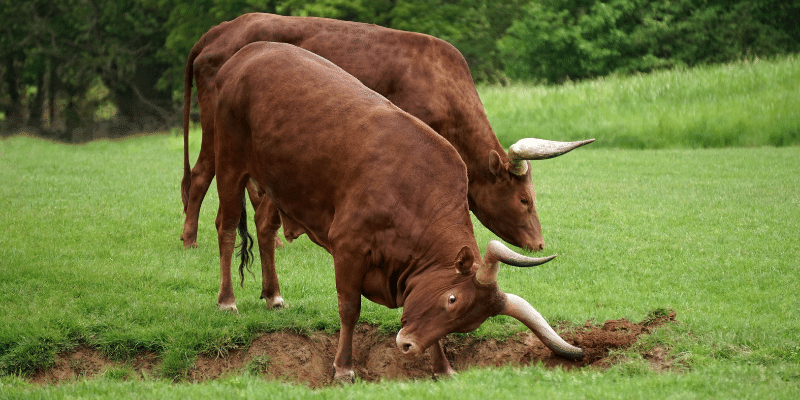 Afrikaner