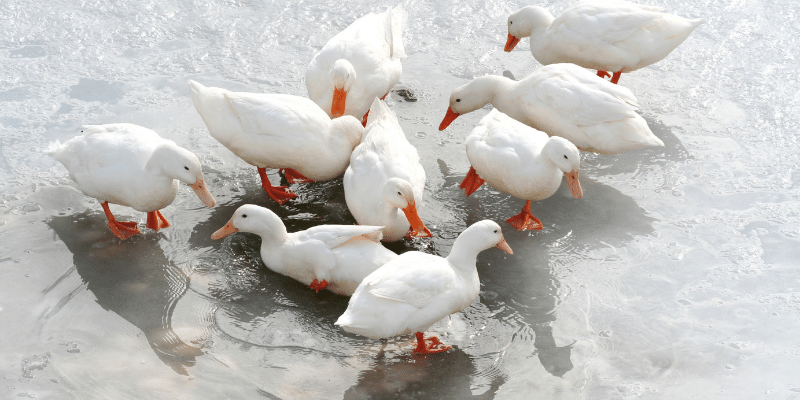 American Pekin