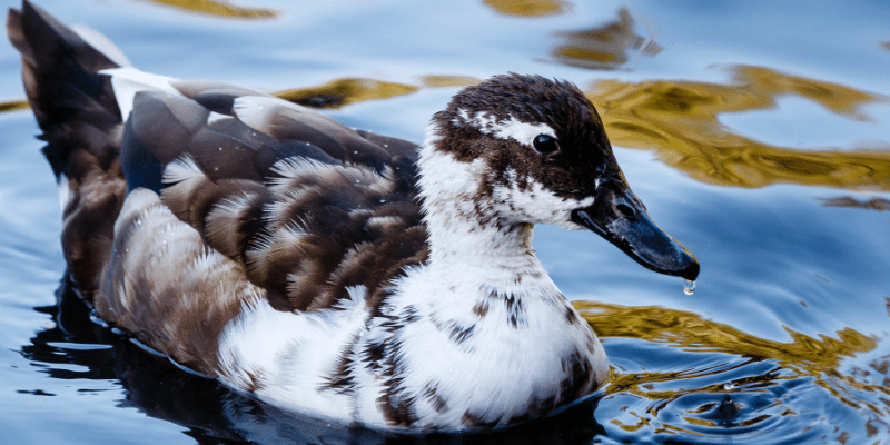 Ancona Duck