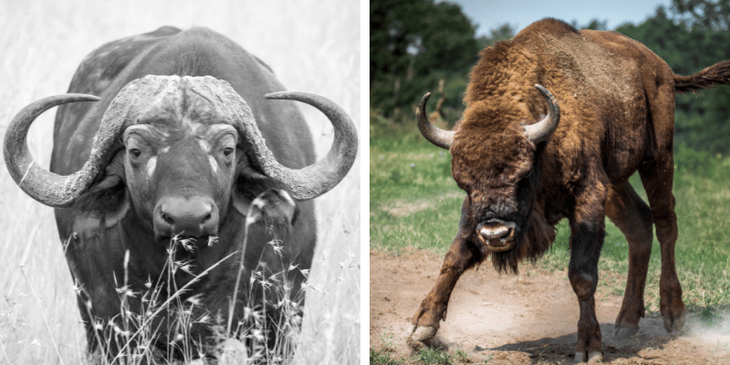Are Buffalo and Bison The Same
