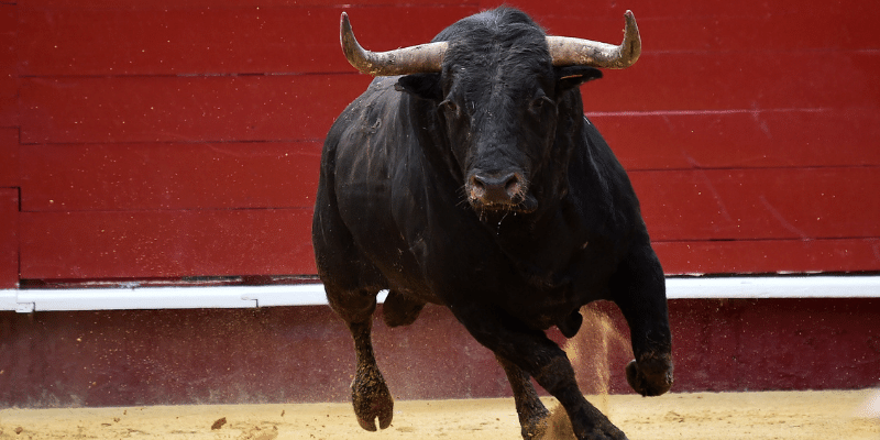 Are Bulls Color Blind? 3 Colors Test