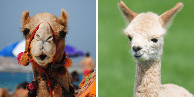 Are Camels and Llamas Related