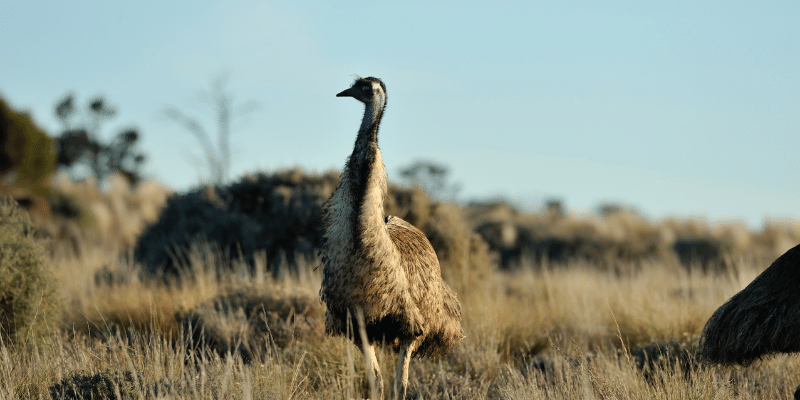 Are Emus Extinct