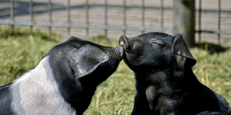 Best Shampoo For Pigs