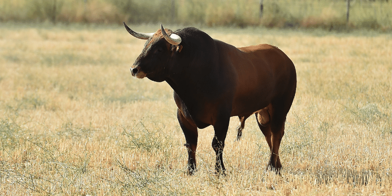 Boran-Cattle
