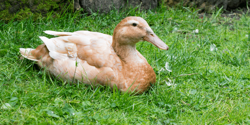Buff Duck