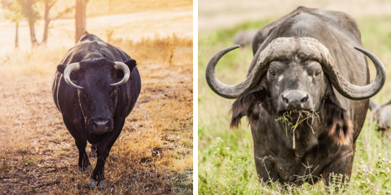 Bull vs. Buffalo: Differences & Comparisons