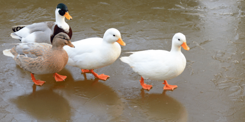 Call Duck